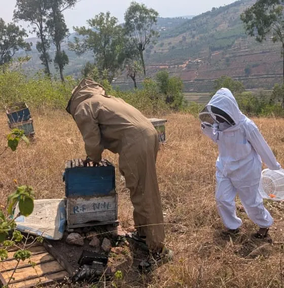 Beekeepers in suits working among hives on a dry hillside, with terraced hills behind