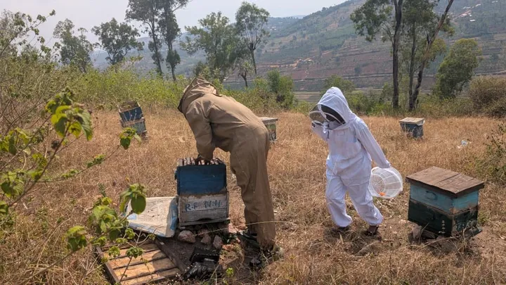 Beekeepers in suits working among hives on a dry hillside, with terraced hills behind