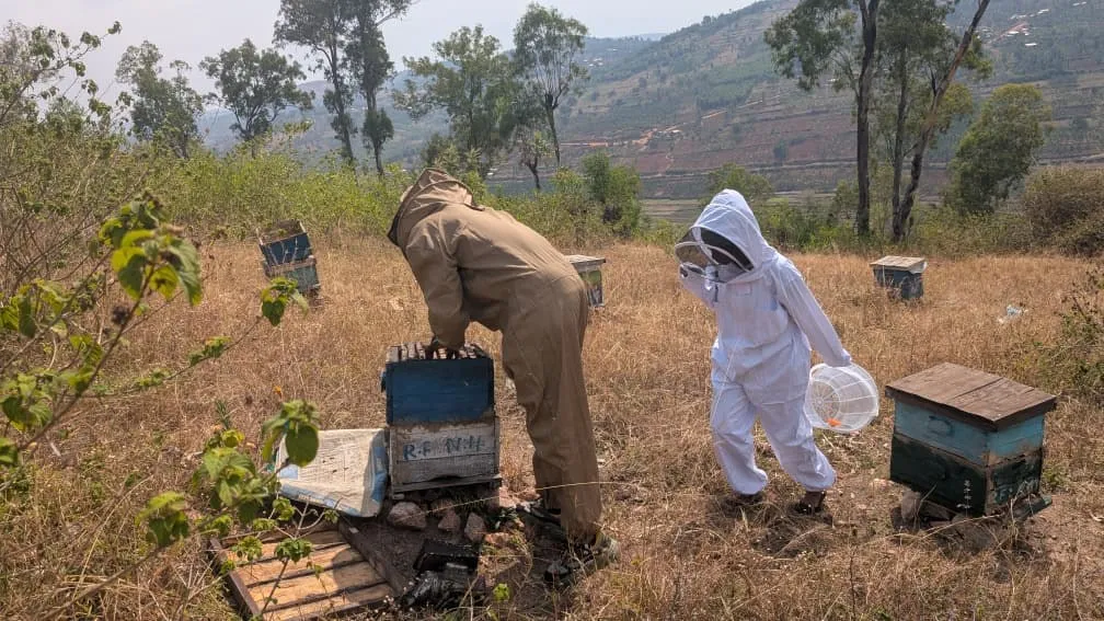Beekeepers in suits working among hives on a dry hillside, with terraced hills behind