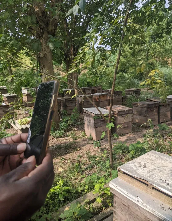 A hand holding up a phone to photograph hives in a shaded apiary