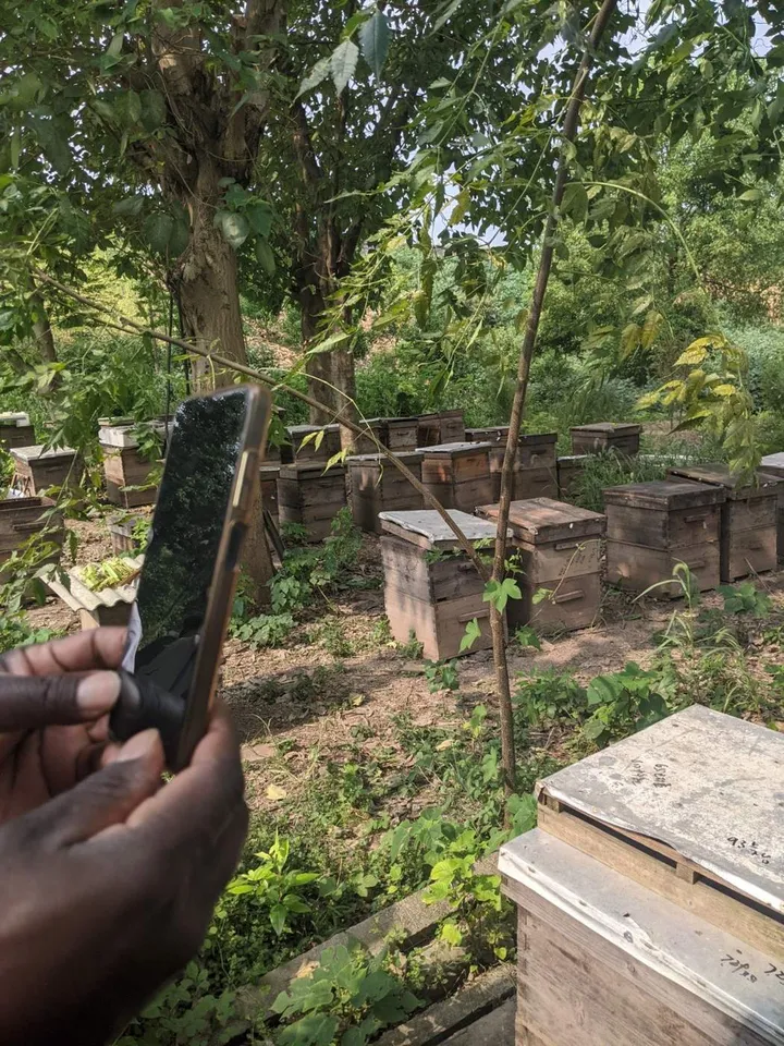 A hand holding up a phone to photograph hives in a shaded apiary