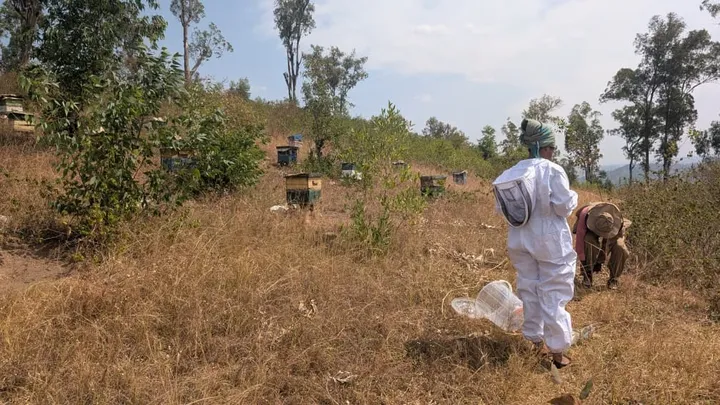 A beekeeper in a white suit walking through the apiary between hives