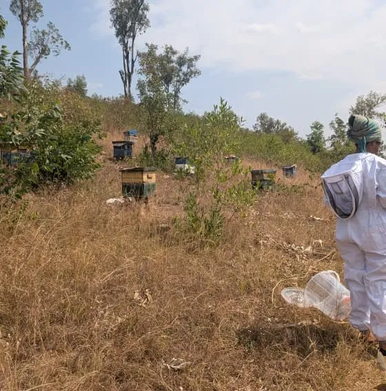 A beekeeper in a white suit walking through the apiary between hives