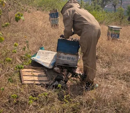 A beekeeper in a protective suit bending over to open a hive