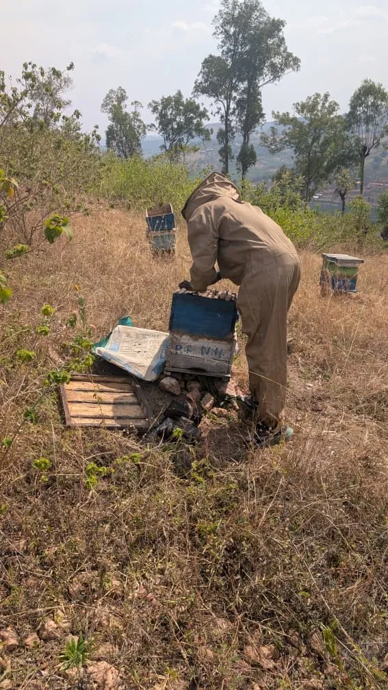 A beekeeper in a protective suit bending over to open a hive
