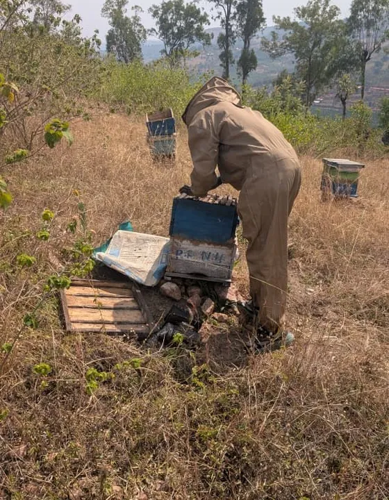 A beekeeper in a protective suit bending over to open a hive