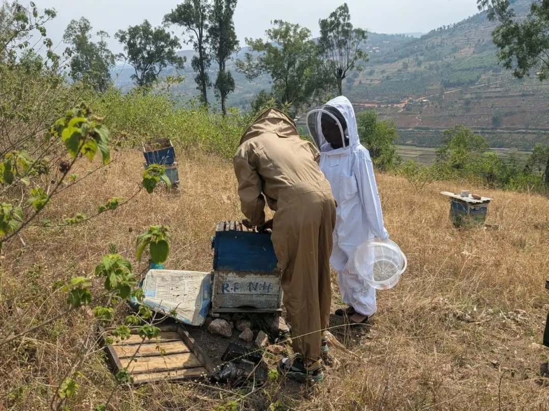 Two beekeepers in protective suits opening a hive on a hillside apiary in Rwanda
