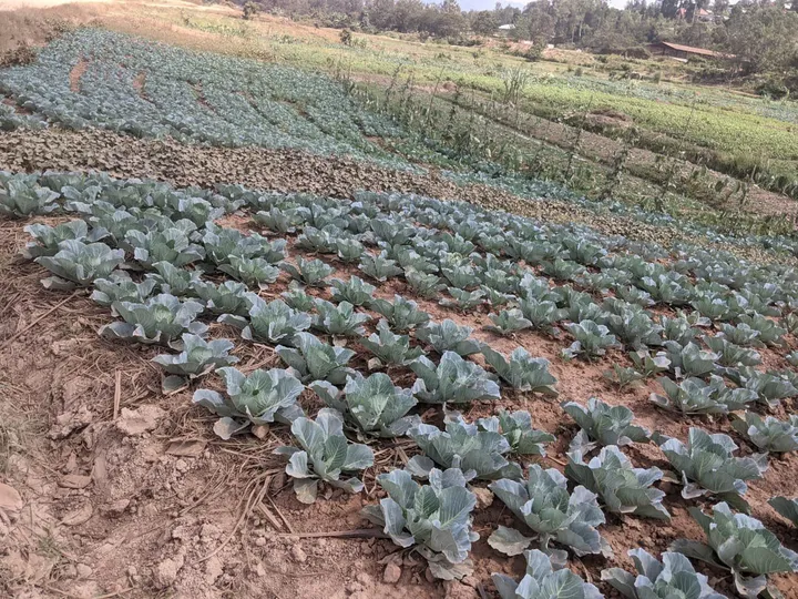 Healthy rows of cabbage on a hillside farm