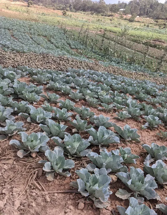 Healthy rows of cabbage on a hillside farm