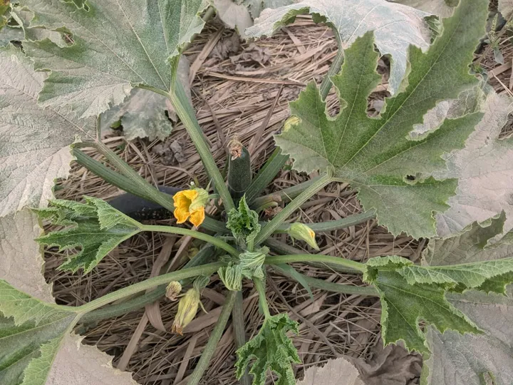 A courgette plant flowering in a mulched bed