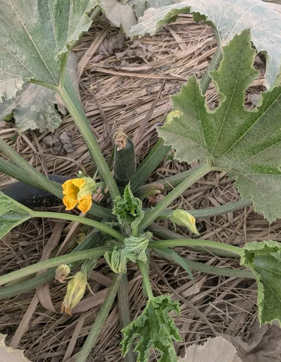 A courgette plant flowering in a mulched bed