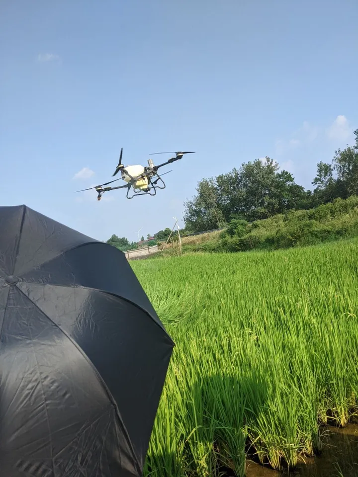 A crop-spraying drone flying over a rice field