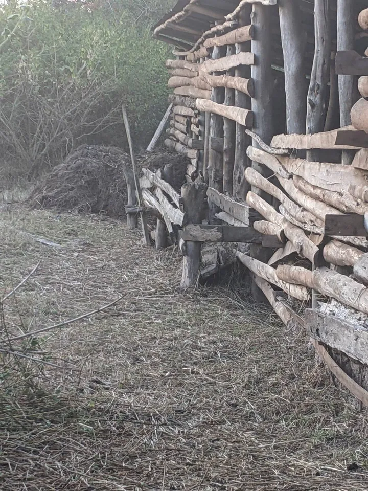 Straw collected beside a wooden shed for growing-medium production