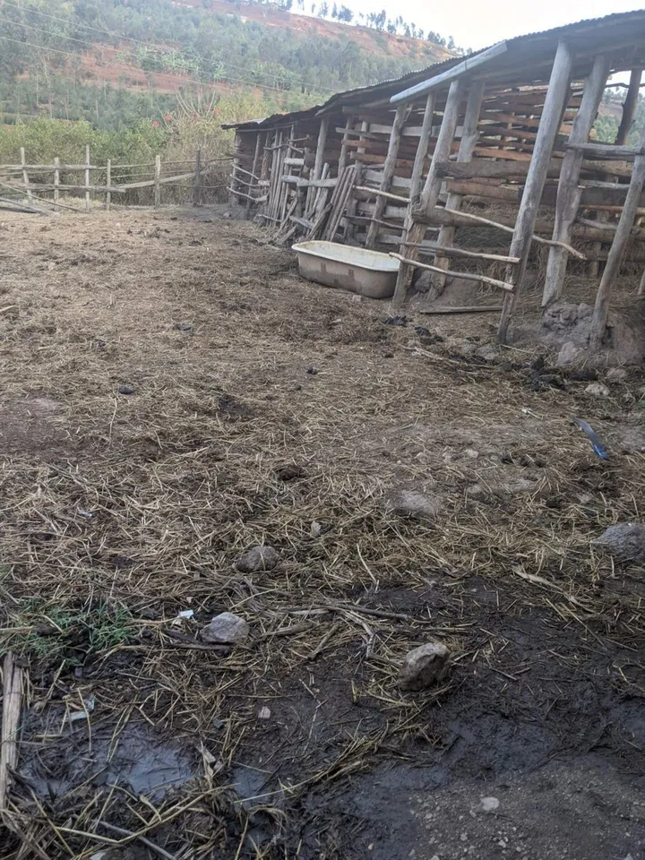 The farm yard and wooden shed where organic material is gathered
