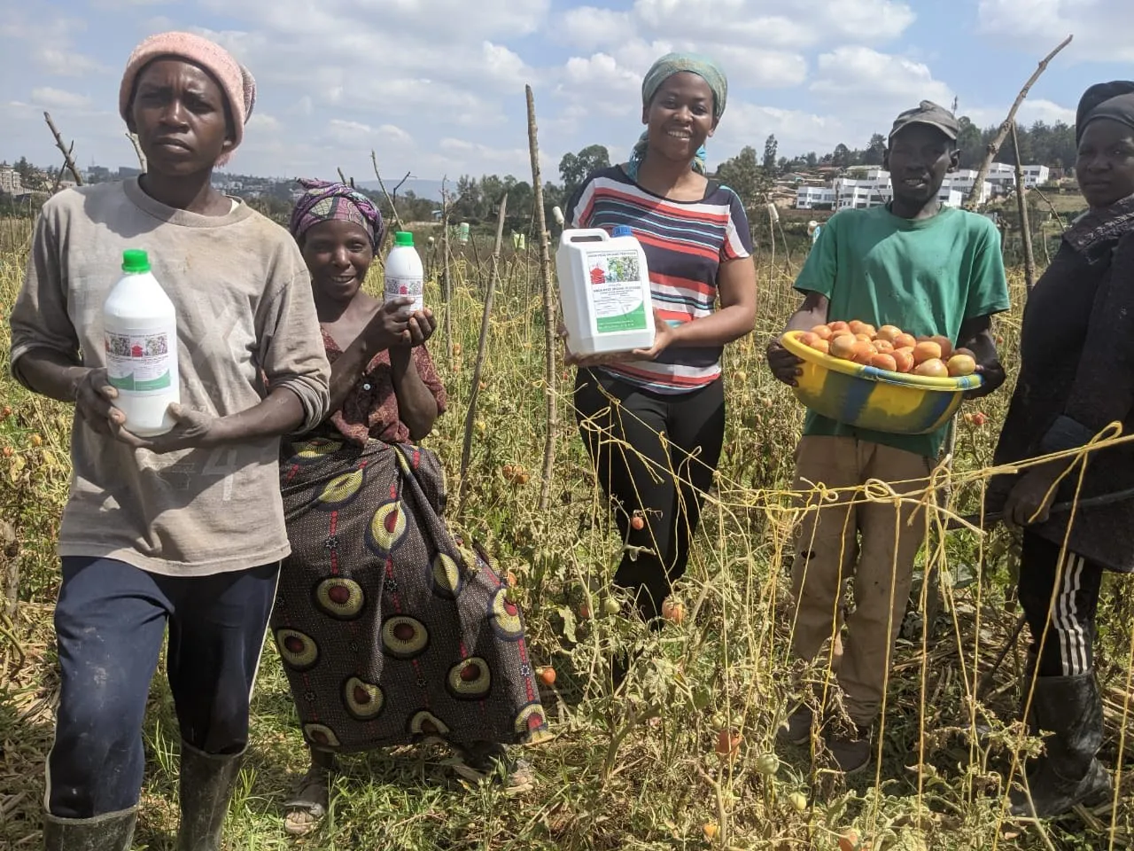 Farmers in a tomato field holding HINGA WEZE containers and a basket of tomatoes