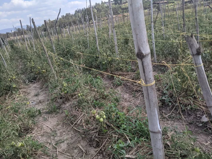 Tomato plants growing on stakes