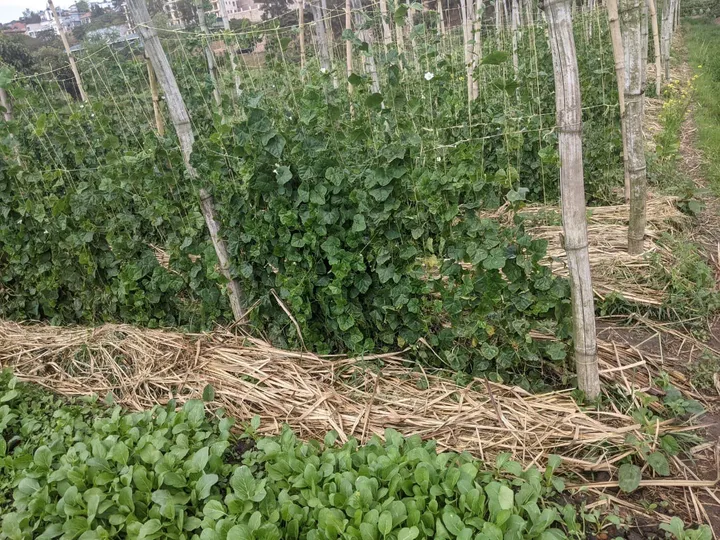 Green vegetable beds mulched with straw beside staked crops