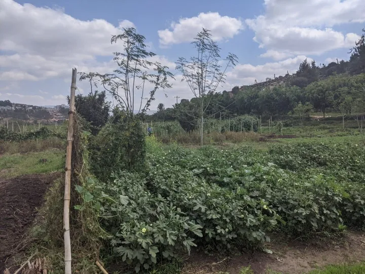 Rows of leafy vegetables in a field, with trees and hills behind